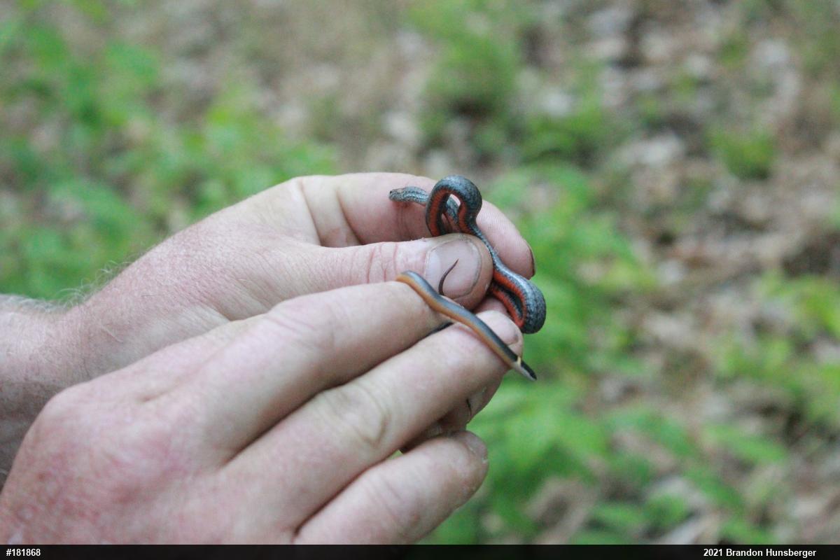 Red-bellied Snake