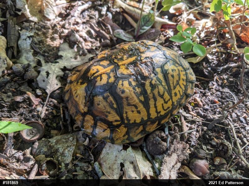 Eastern Box Turtle