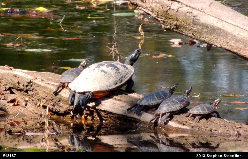 Eastern Painted Turtle