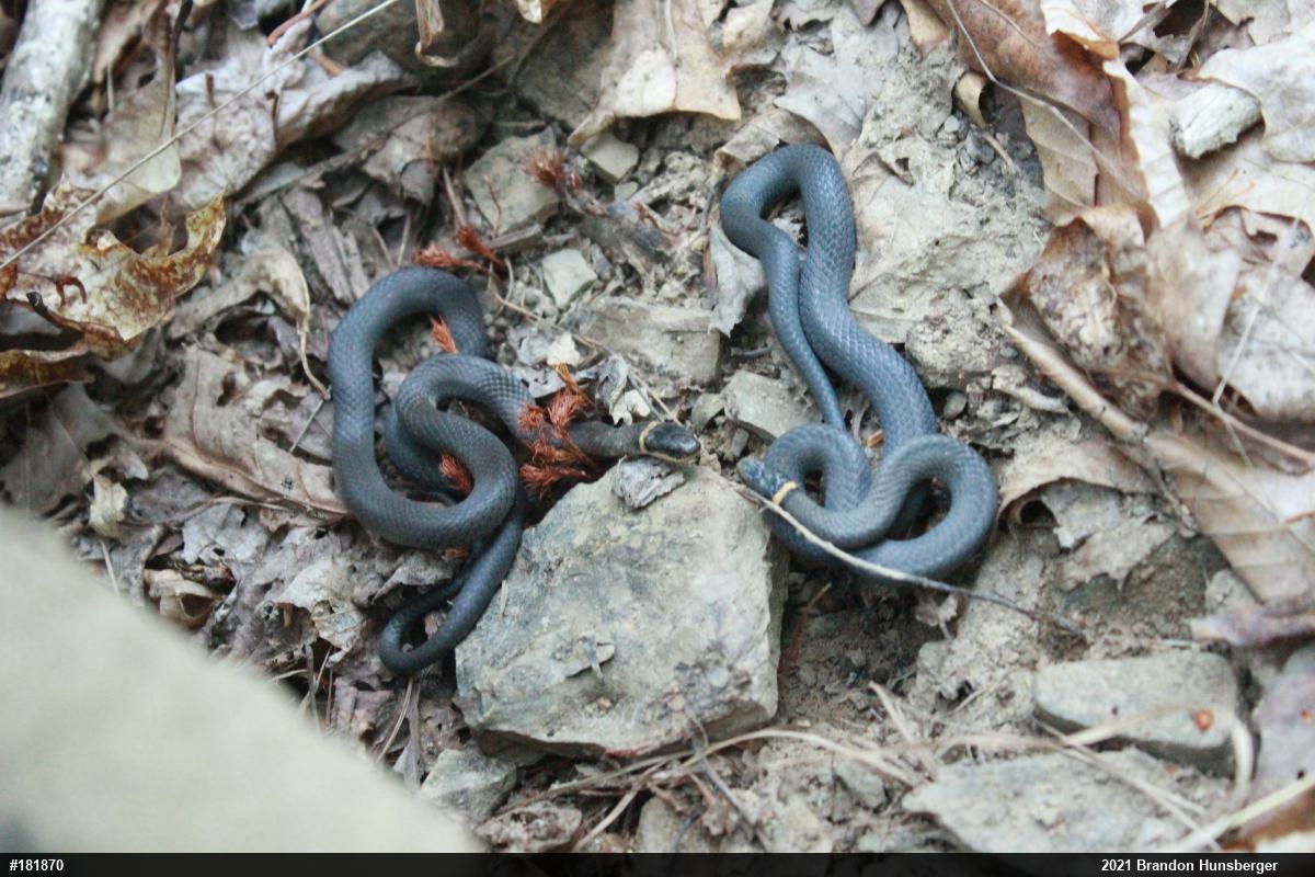Northern Ring-necked Snake