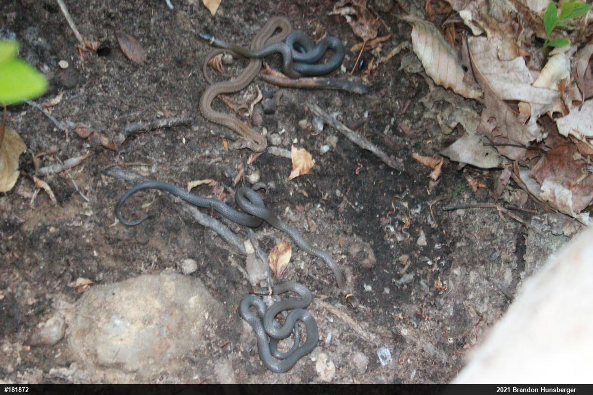 Red-bellied Snake