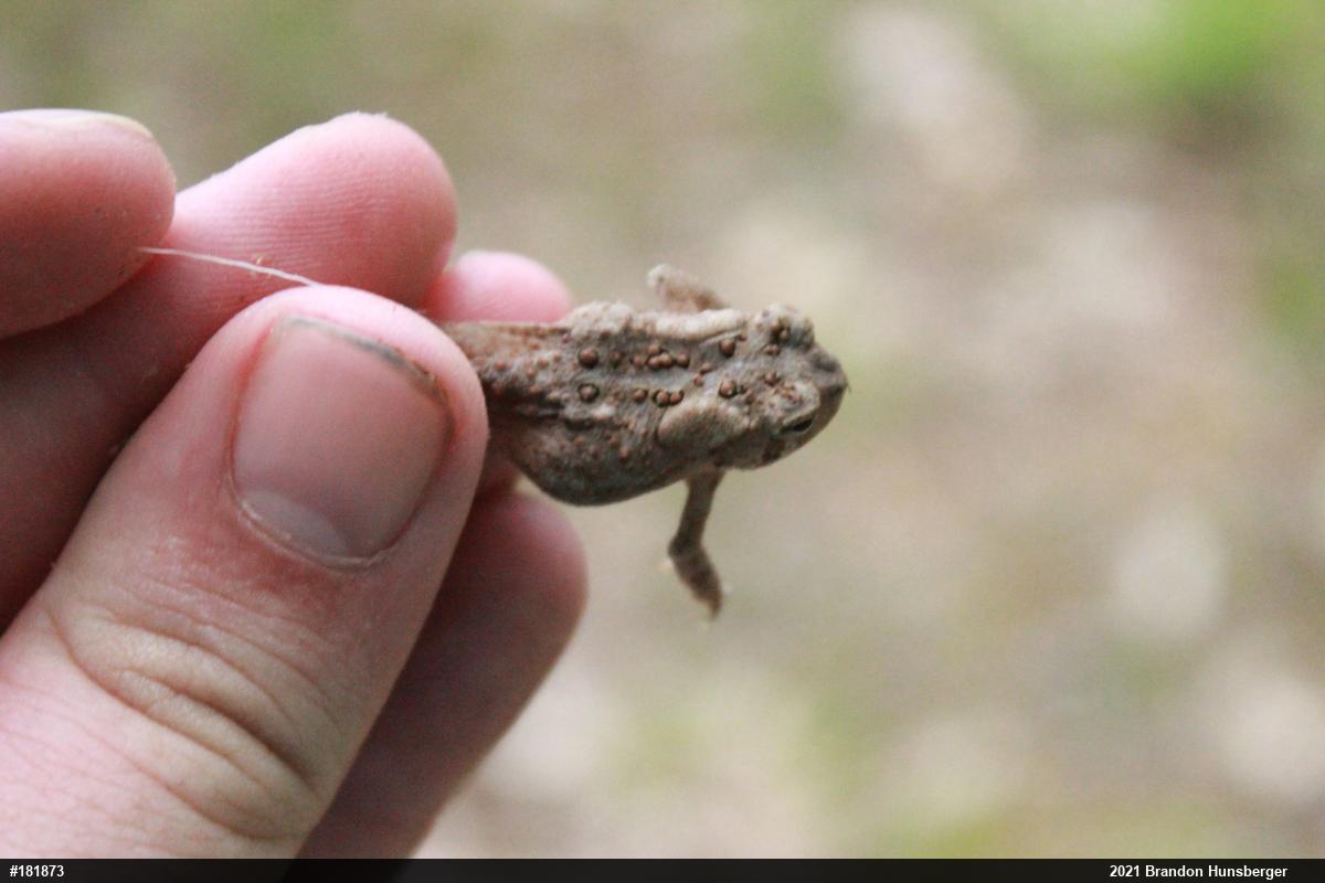 Eastern American Toad