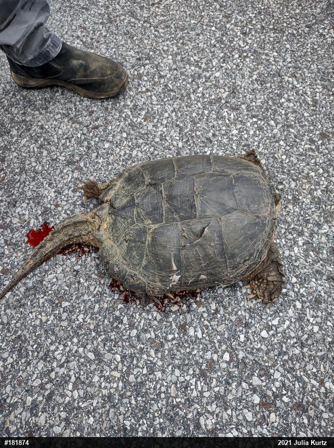 Snapping Turtle