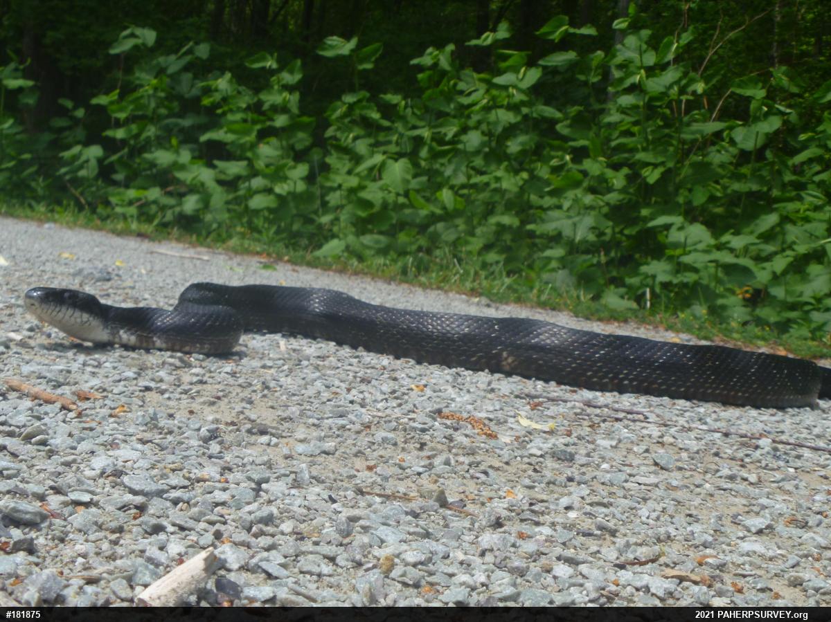Eastern Ratsnake