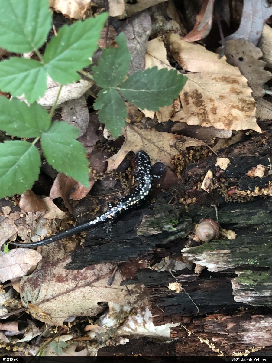 Northern Slimy Salamander