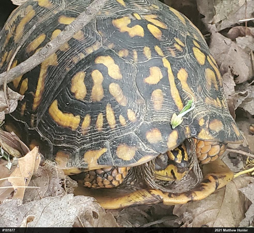 Eastern Box Turtle