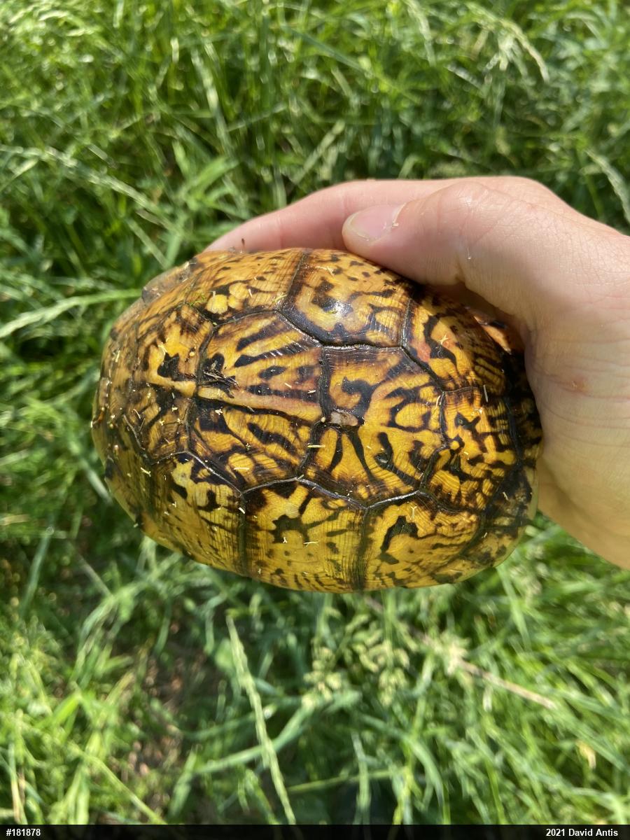 Eastern Box Turtle