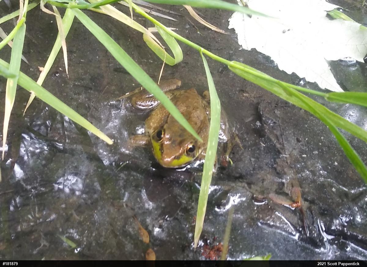 Green Frog
