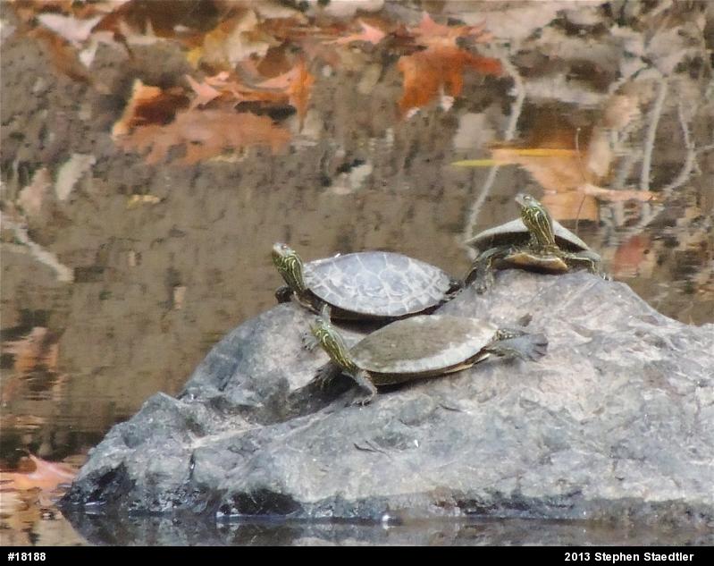 Northern Map Turtle