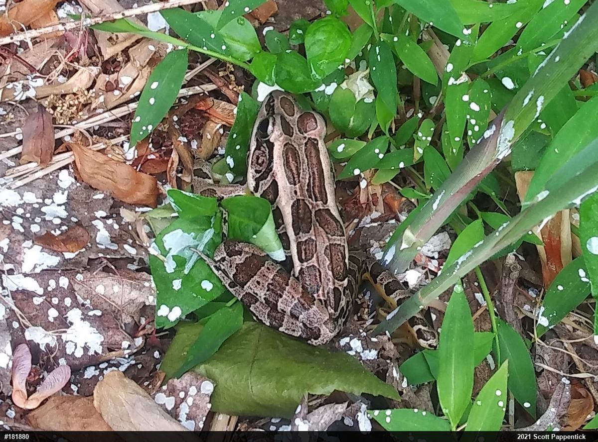 Pickerel Frog