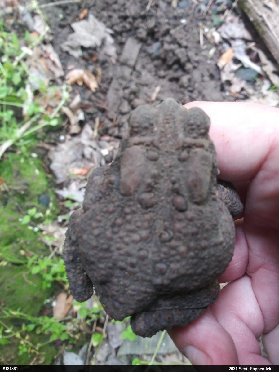 Eastern American Toad
