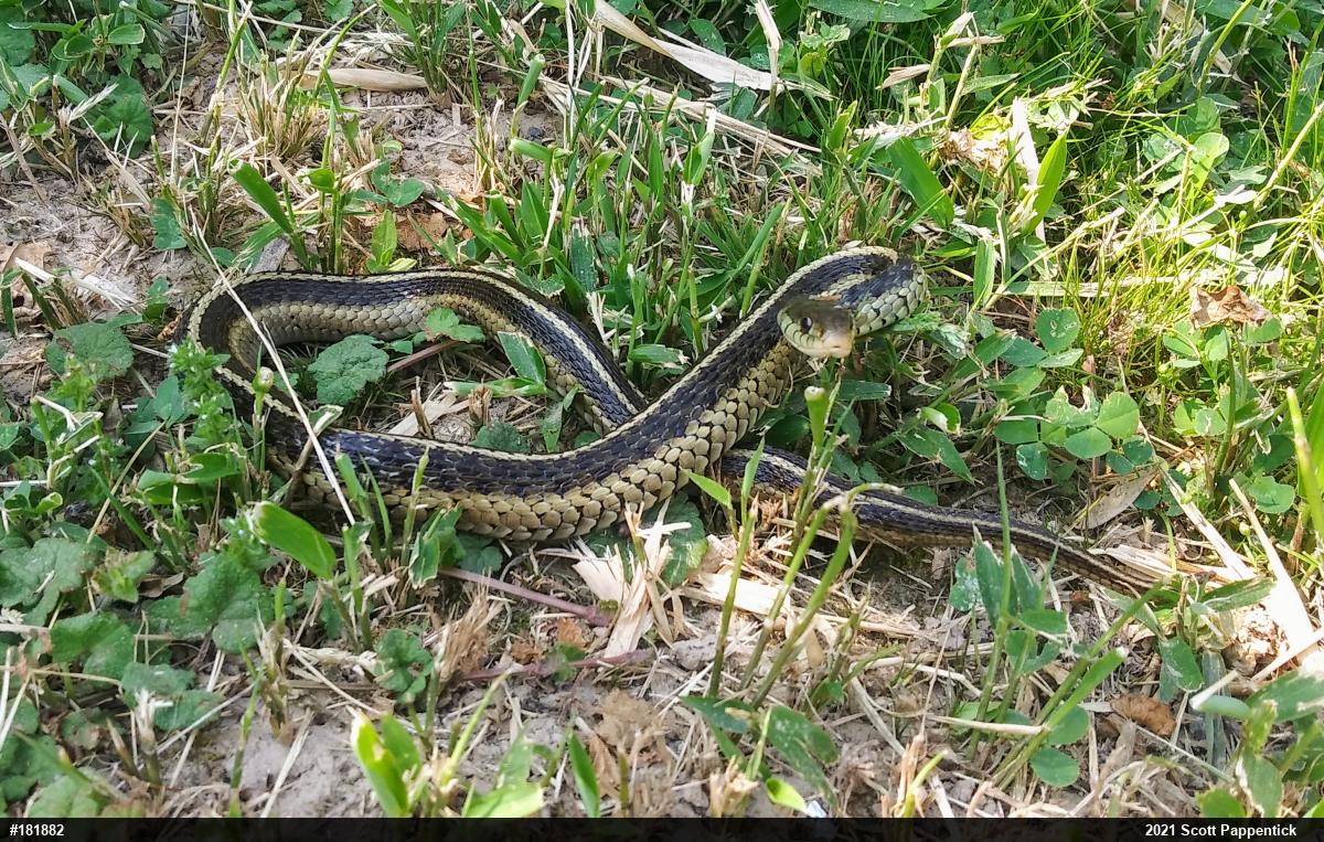 Eastern Gartersnake
