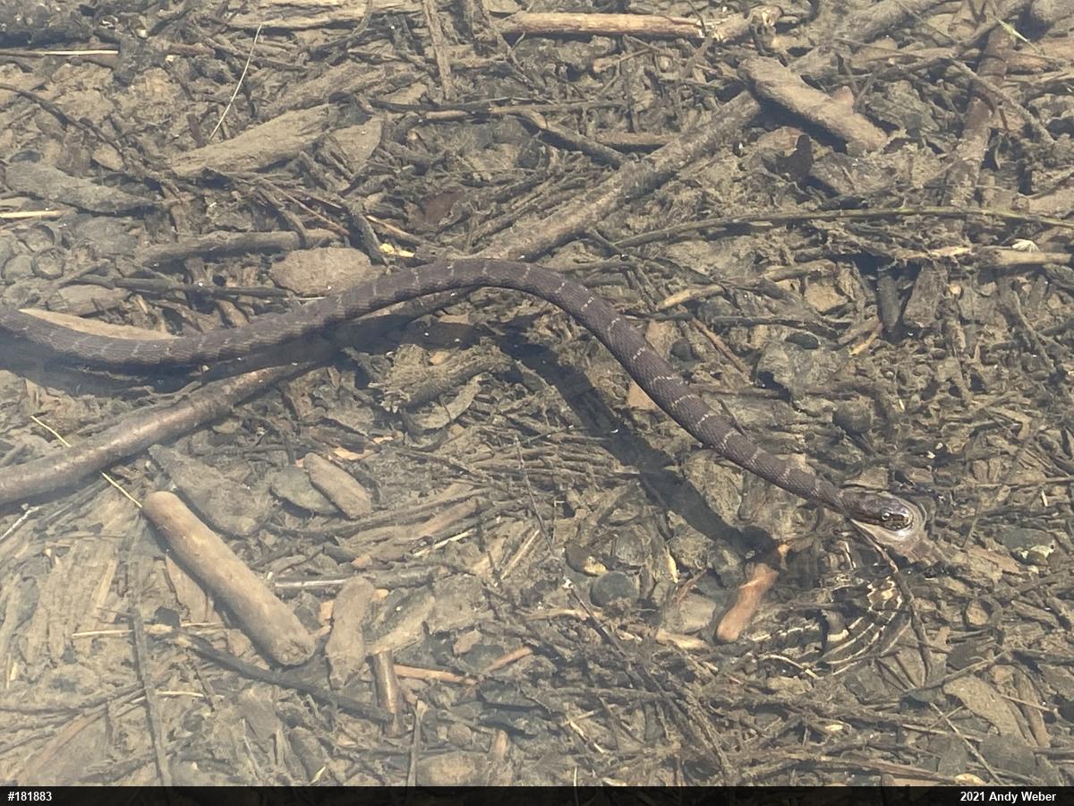 Northern Watersnake