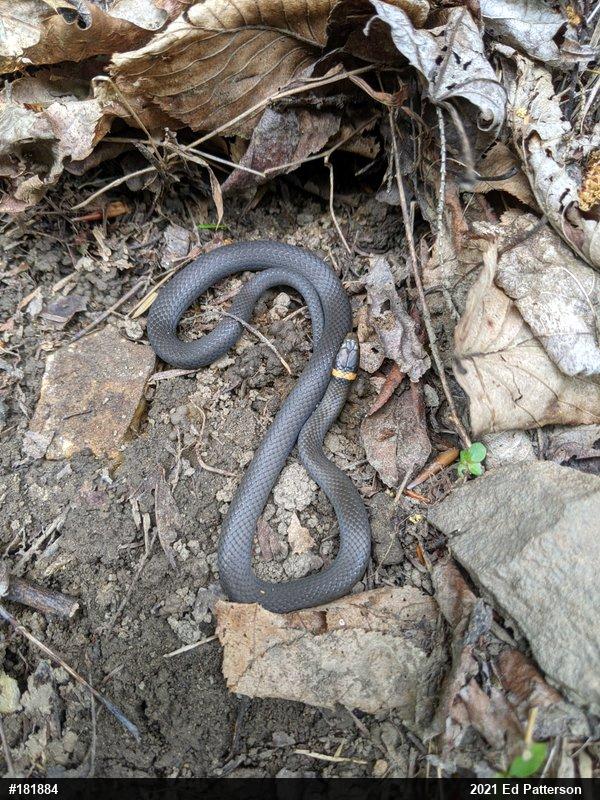 Northern Ring-necked Snake