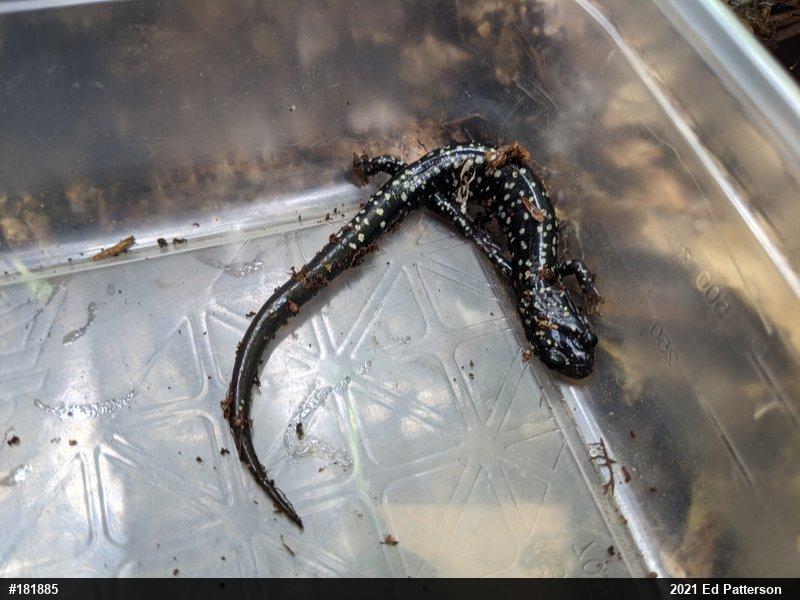 Northern Slimy Salamander