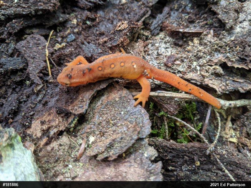 Red-spotted Newt