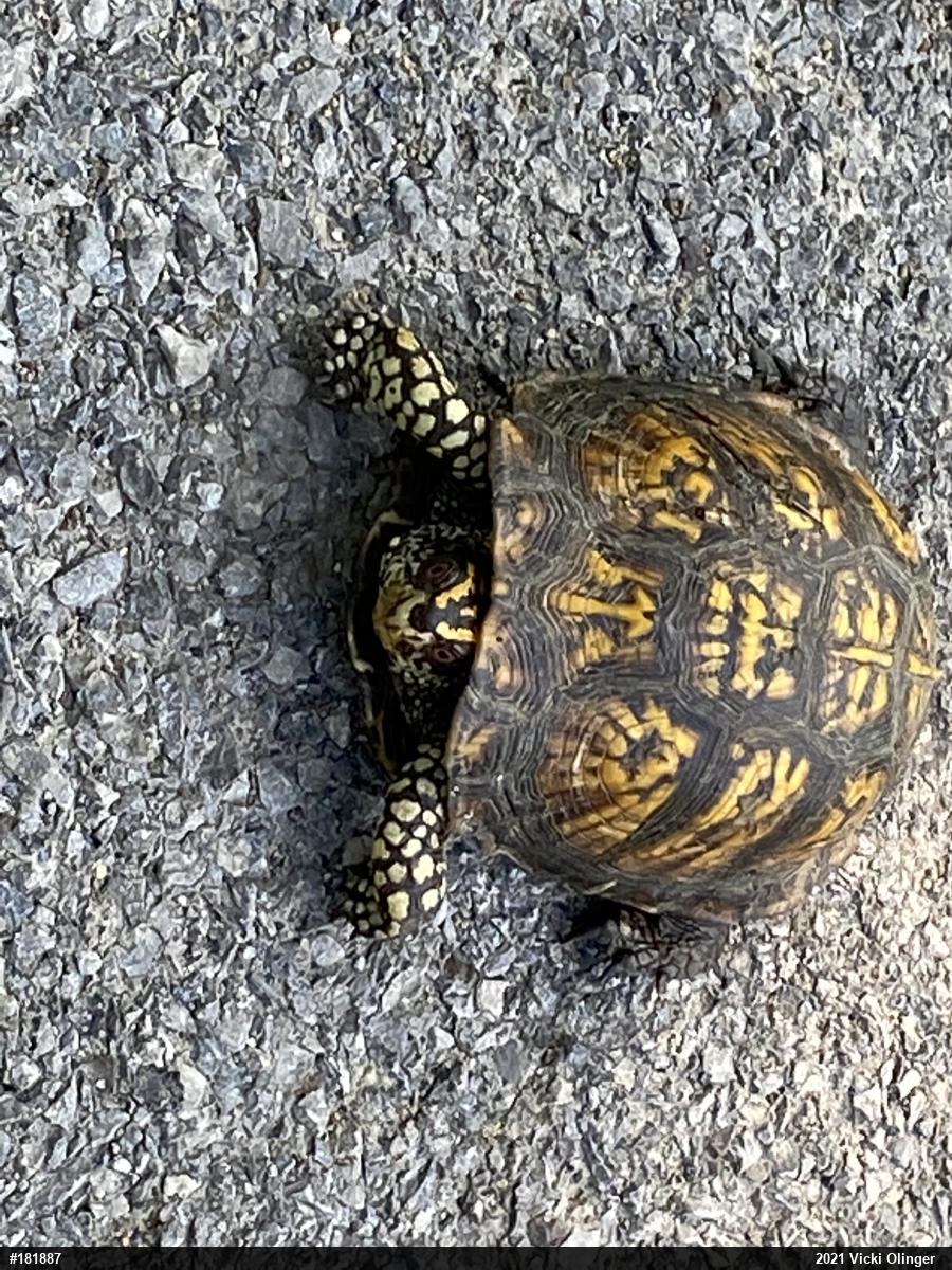 Eastern Box Turtle
