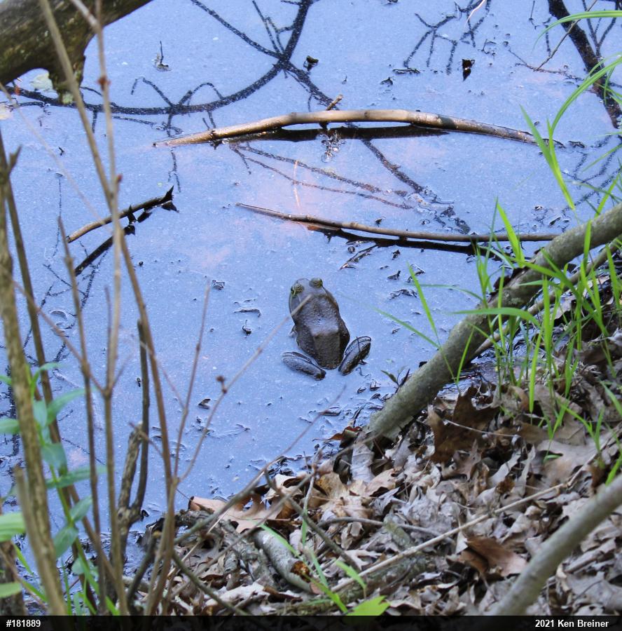 American Bullfrog