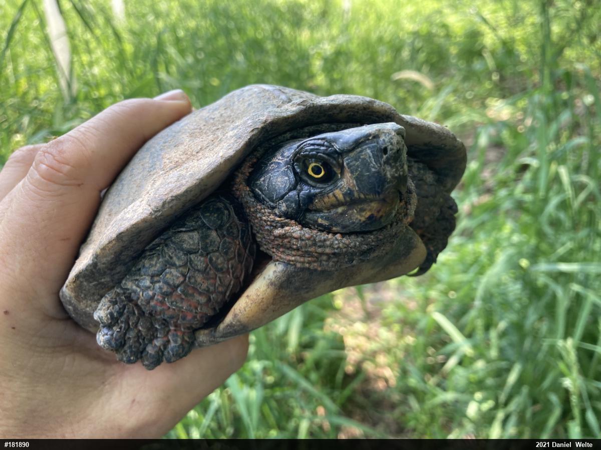 Wood Turtle