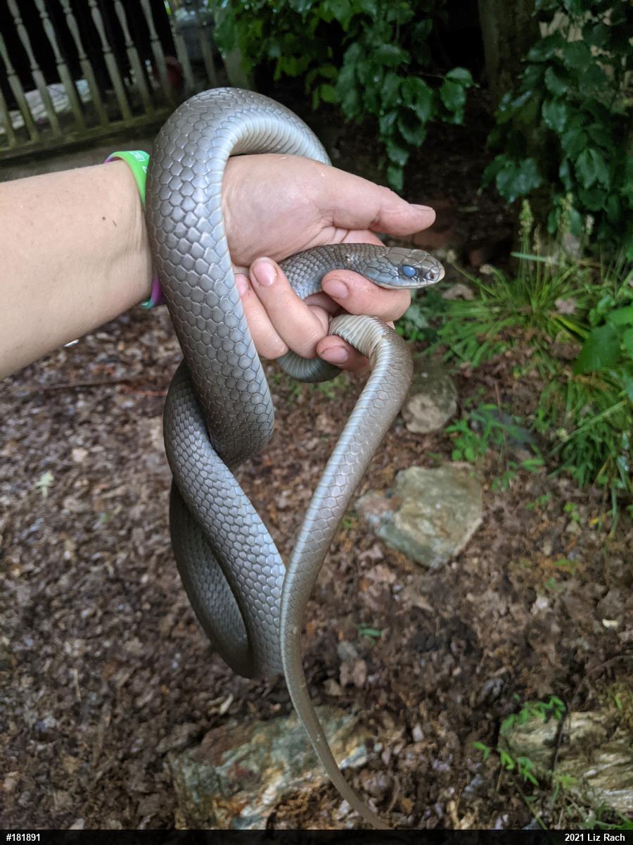 Northern Black Racer