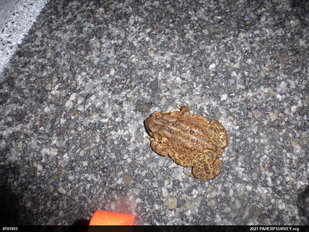 Eastern American Toad