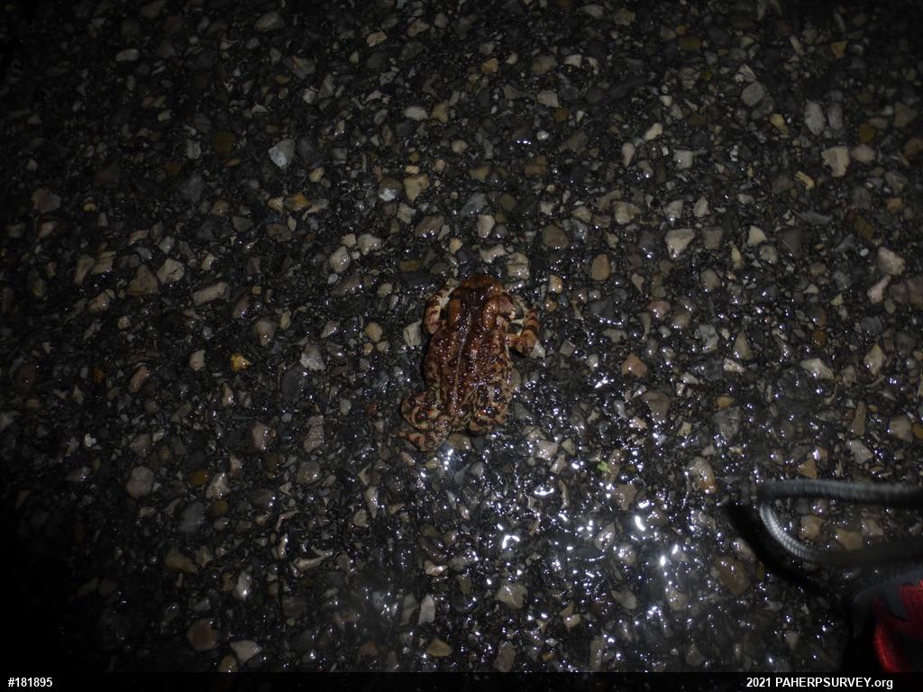 Eastern American Toad
