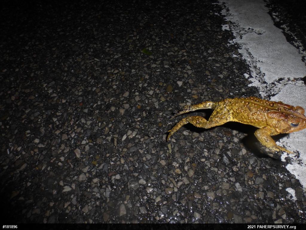 Eastern American Toad
