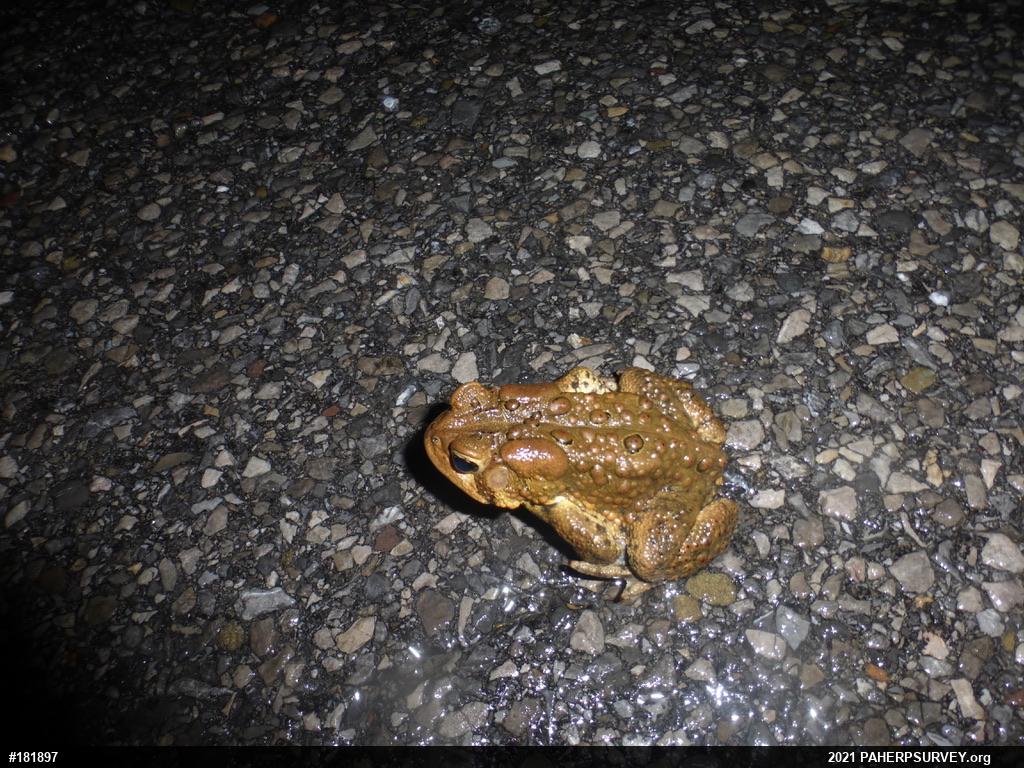Eastern American Toad