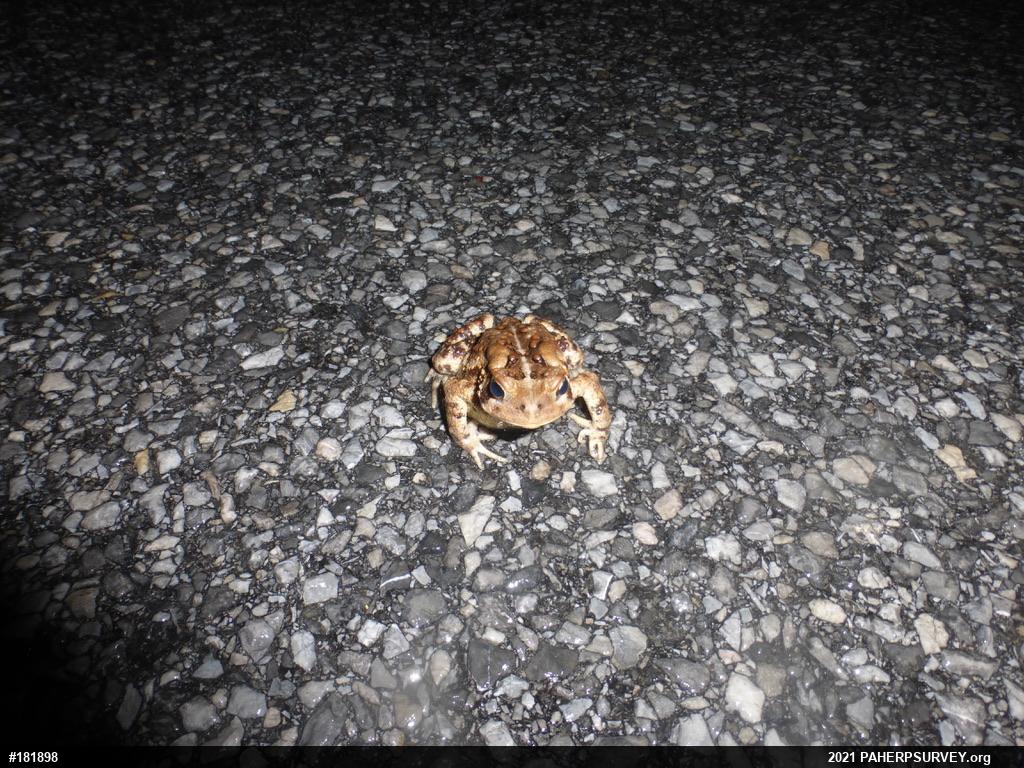 Eastern American Toad