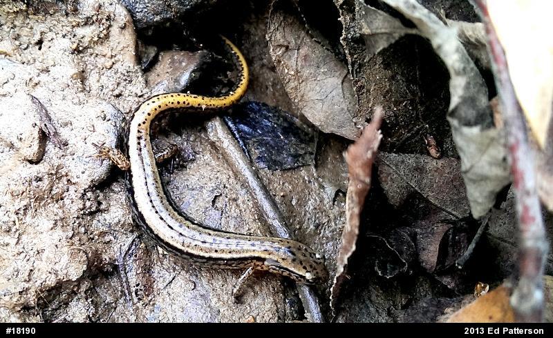 Northern Two-lined Salamander
