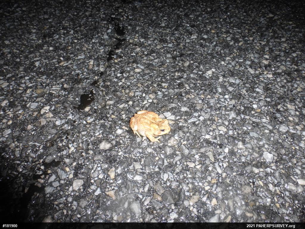 Eastern American Toad