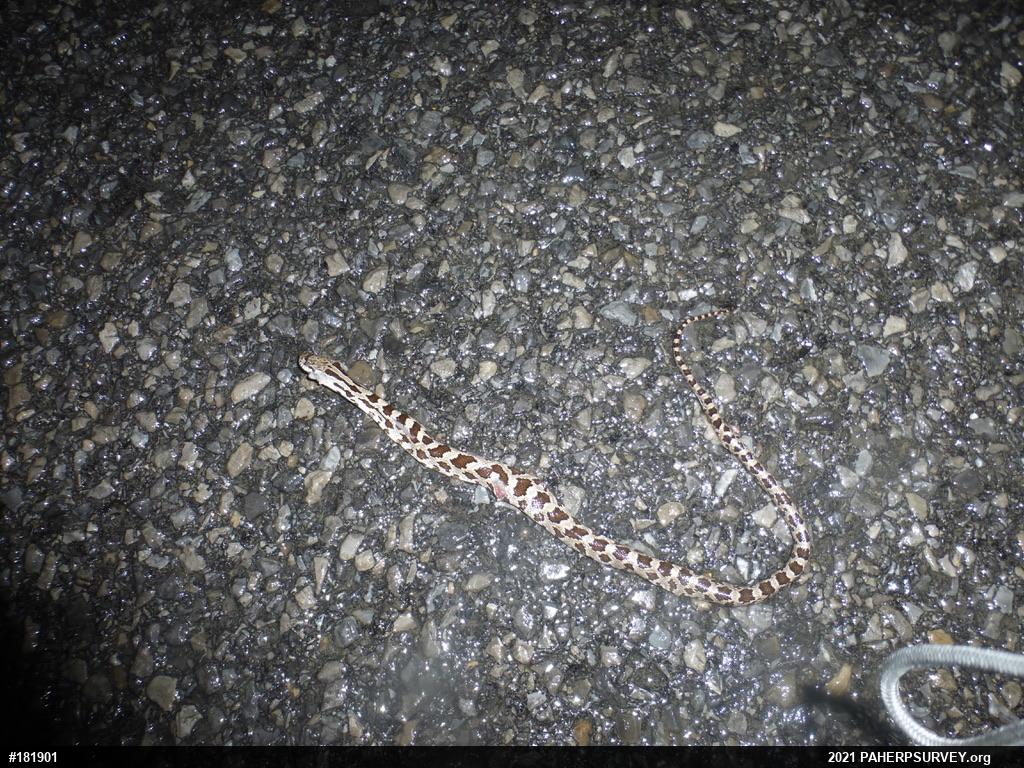 Eastern Ratsnake