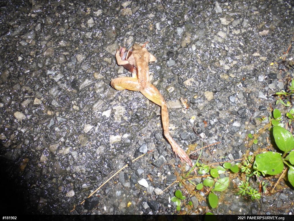 Wood Frog
