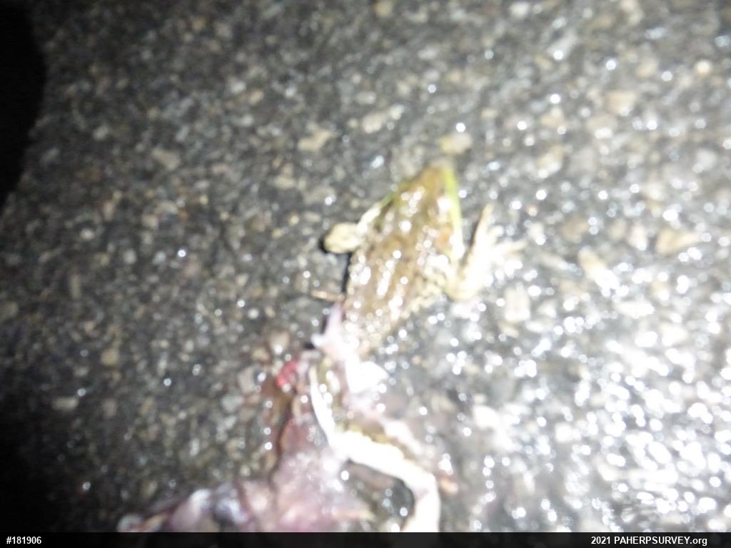 Green Frog