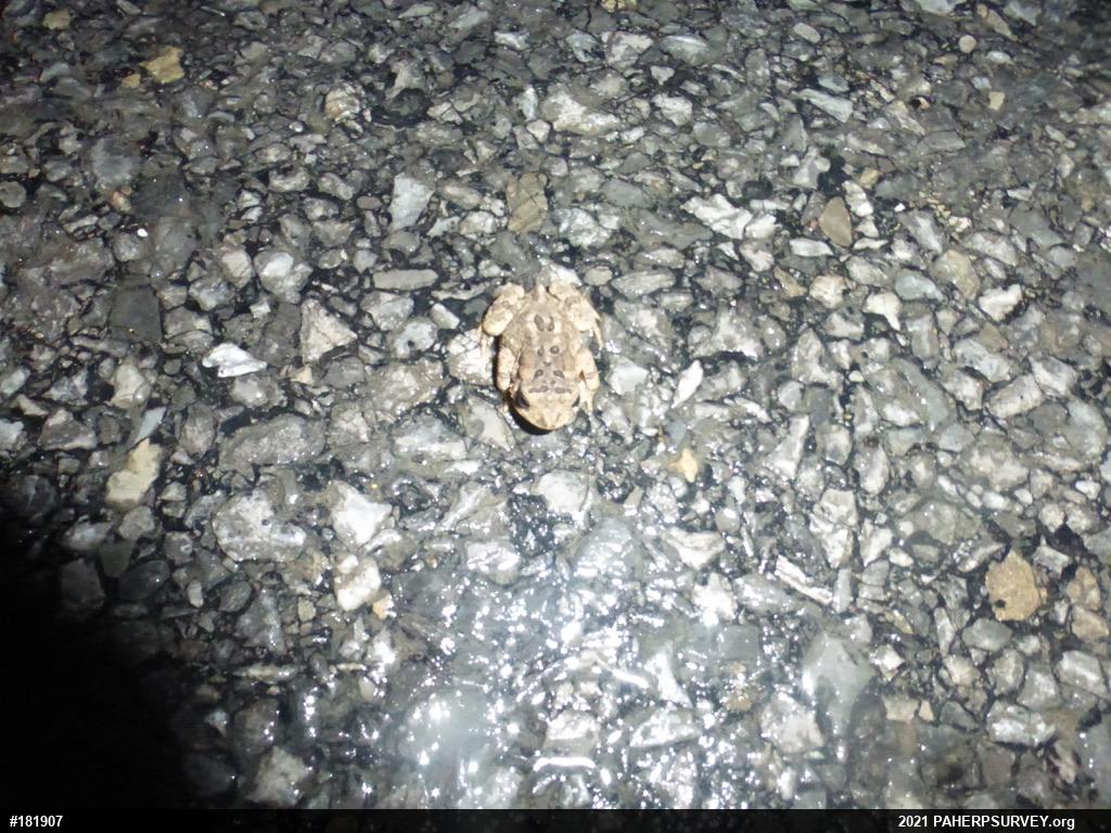 Eastern American Toad