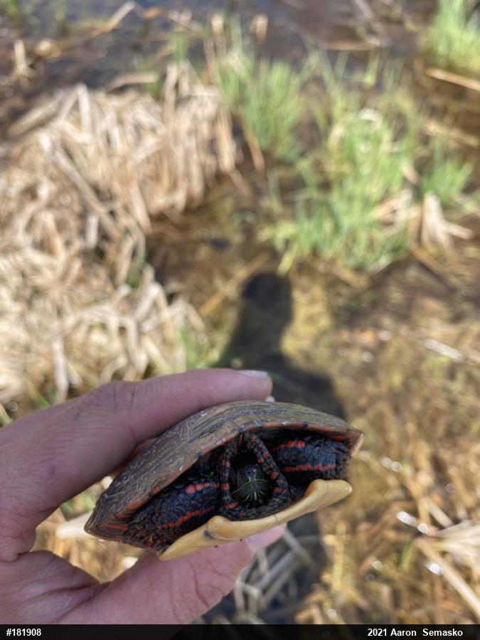 Painted Turtle