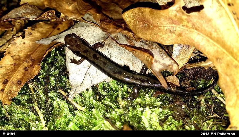 Allegheny Mountain Dusky Salamander
