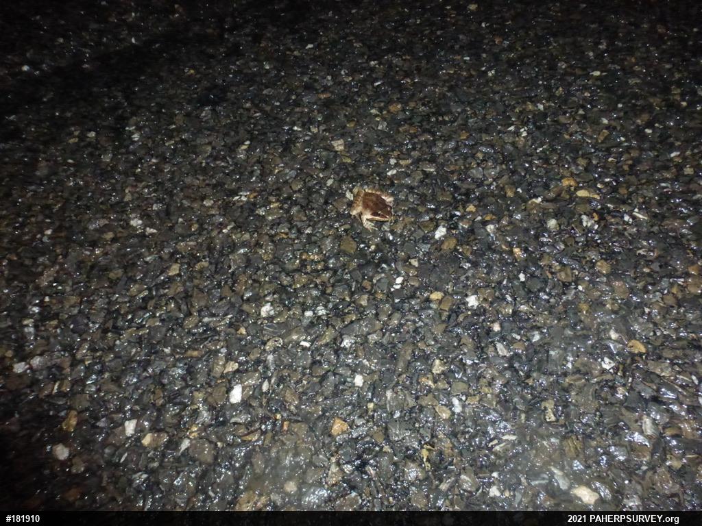 Wood Frog
