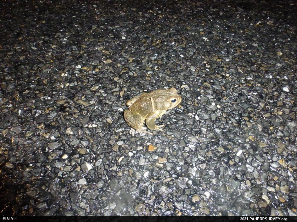 Eastern American Toad
