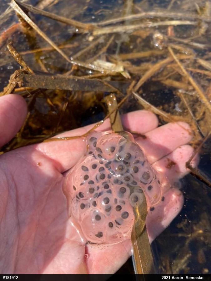 Spotted Salamander