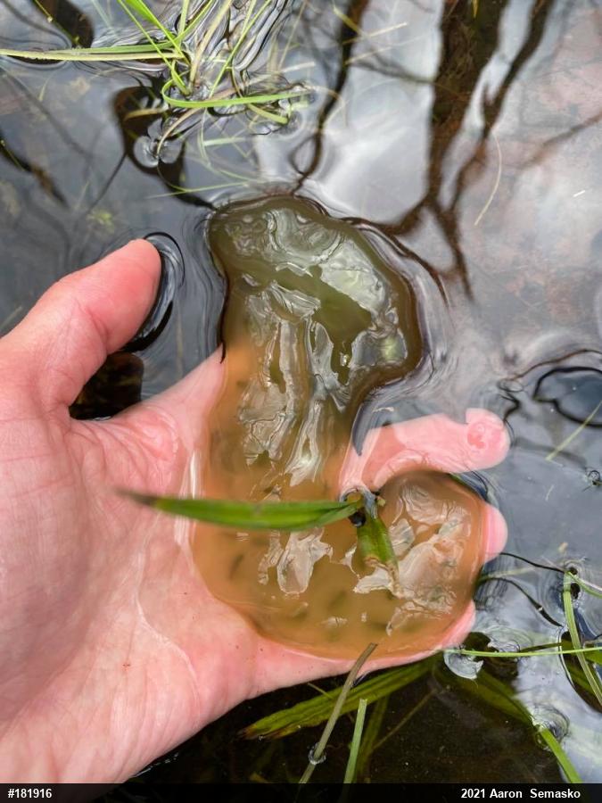 Spotted Salamander