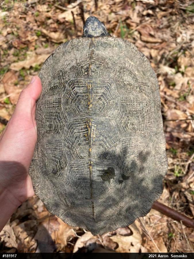 Wood Turtle