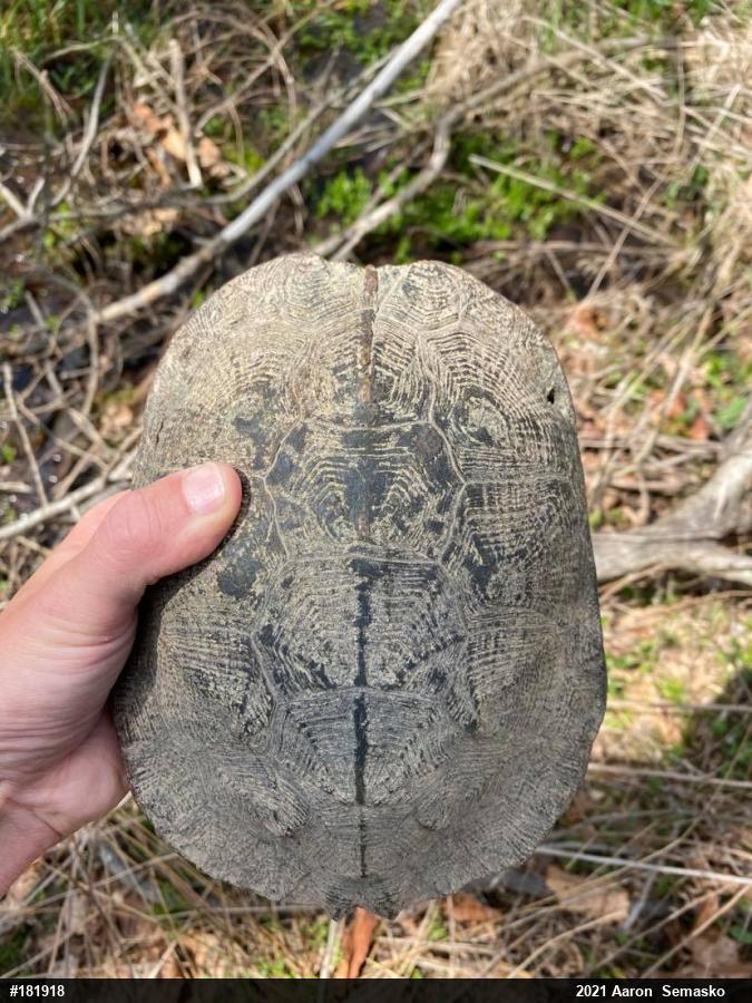 Wood Turtle