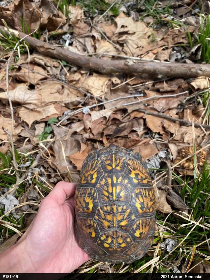 Eastern Box Turtle