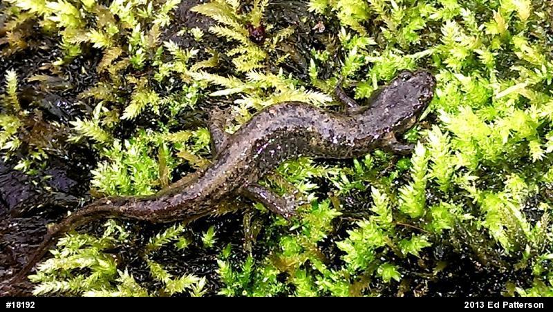Northern Dusky Salamander