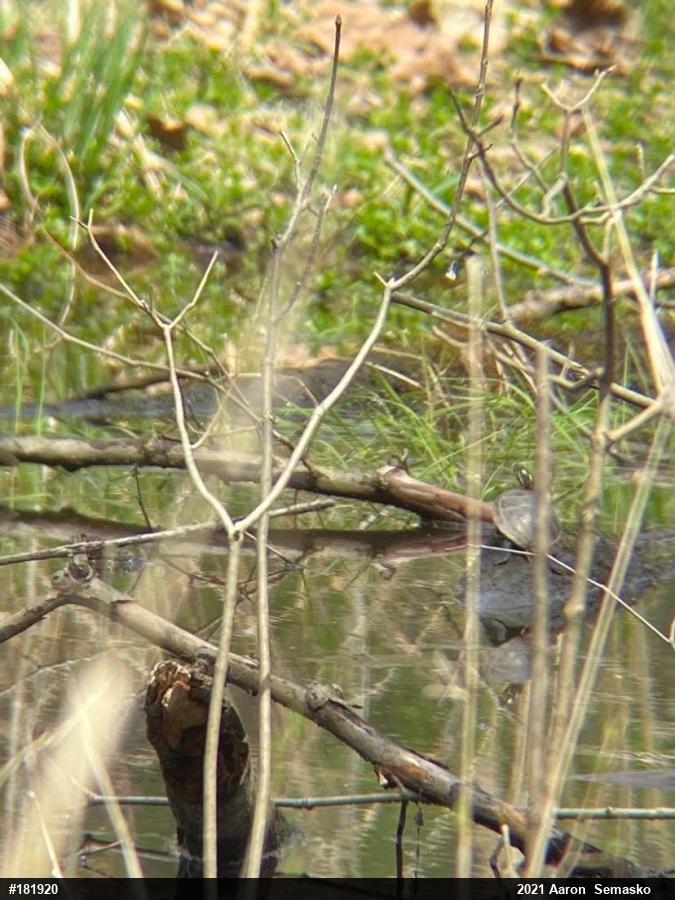 Painted Turtle
