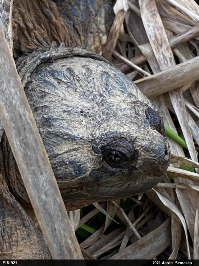 Snapping Turtle