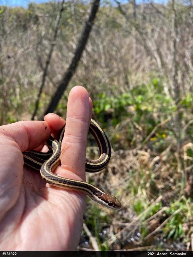 Northern Ribbonsnake