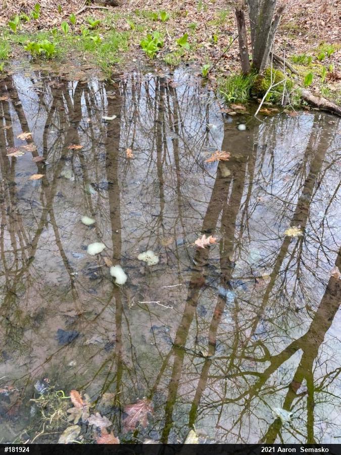 Spotted Salamander