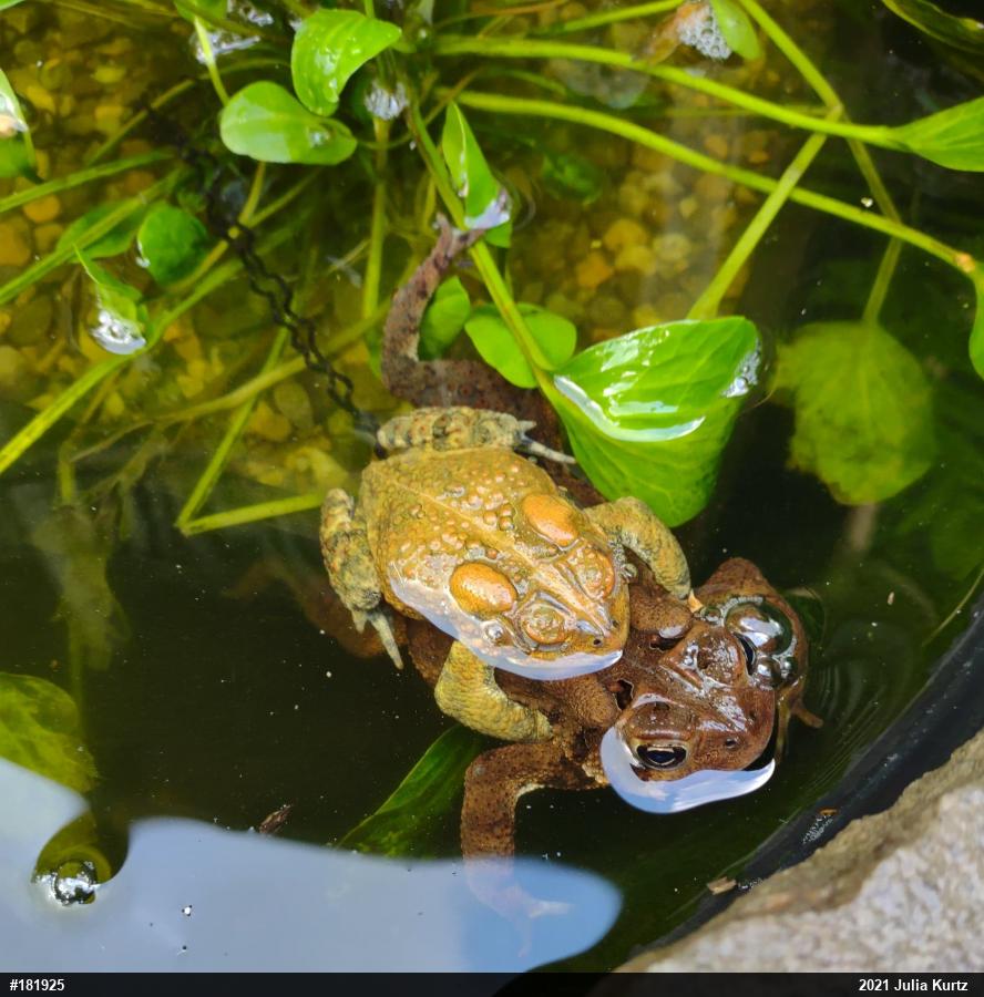 Eastern American Toad